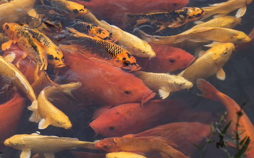 Precious fish  from Chrome web store to be run with OffiDocs Chromium online