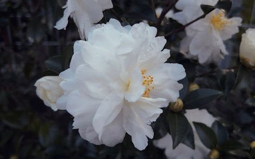 Pristine White Camellia Bloom  from Chrome web store to be run with OffiDocs Chromium online