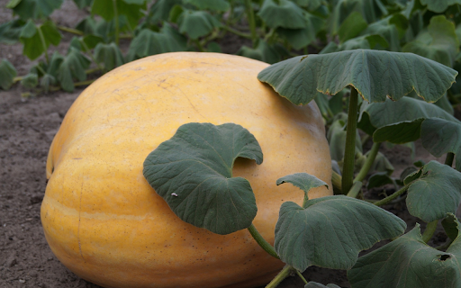 Pumpkin ripening on the tree  from Chrome web store to be run with OffiDocs Chromium online