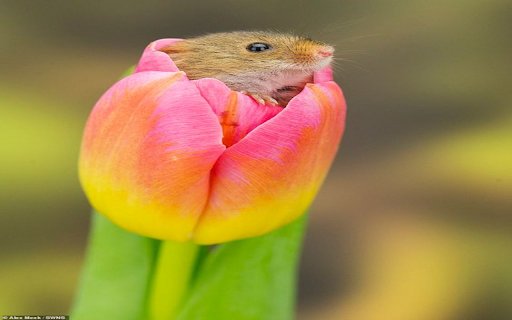 Puppies and tulips wallpaper  from Chrome web store to be run with OffiDocs Chromium online