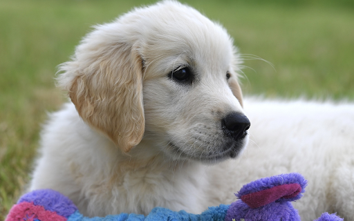 Puppy playing with teddy bear  from Chrome web store to be run with OffiDocs Chromium online