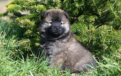 PUPPY THEME  from Chrome web store to be run with OffiDocs Chromium online