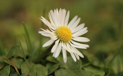 Pure Grass Flowers  from Chrome web store to be run with OffiDocs Chromium online