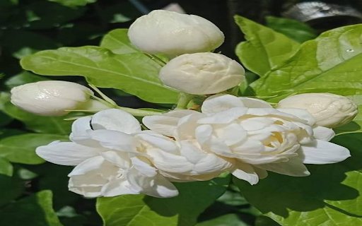 Pure jasmine cluster wallpaper  from Chrome web store to be run with OffiDocs Chromium online