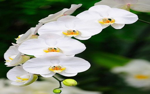 Pure white orchid wallpaper  from Chrome web store to be run with OffiDocs Chromium online