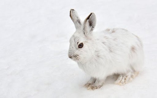 Pure White Rabbit Theme – Elegance in Simplicity  from Chrome web store to be run with OffiDocs Chromium online