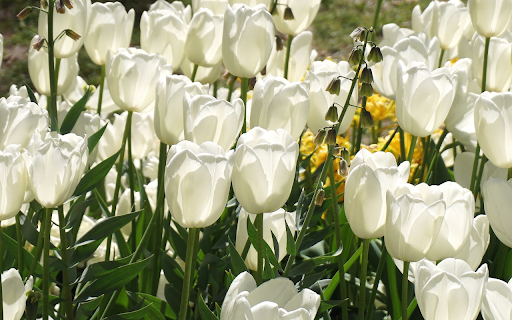 Pure white tulips and yellow orchids blooming  from Chrome web store to be run with OffiDocs Chromium online