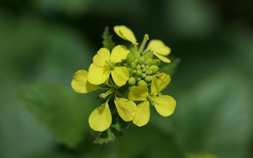 Pure yellow flowers  from Chrome web store to be run with OffiDocs Chromium online Pure yellow flowers  from Chrome web store to be run with OffiDocs Chromium online