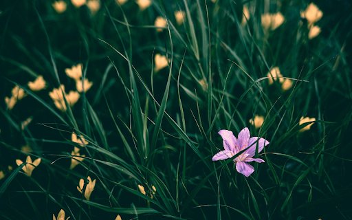 Purple and yellow flowers  from Chrome web store to be run with OffiDocs Chromium online