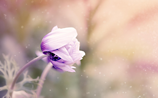 Purple anemone  from Chrome web store to be run with OffiDocs Chromium online