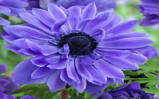 Purple anemone flower wallpaper  from Chrome web store to be run with OffiDocs Chromium online