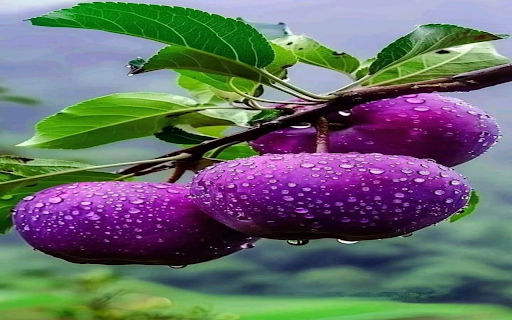 Purple apple wallpaper  from Chrome web store to be run with OffiDocs Chromium online