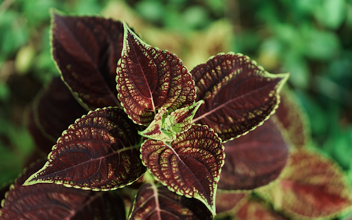 purple brown leaf tree  from Chrome web store to be run with OffiDocs Chromium online