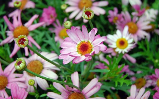 Purple chrysanthemums  from Chrome web store to be run with OffiDocs Chromium online