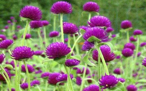 purple crystal daisies wallpaper  from Chrome web store to be run with OffiDocs Chromium online