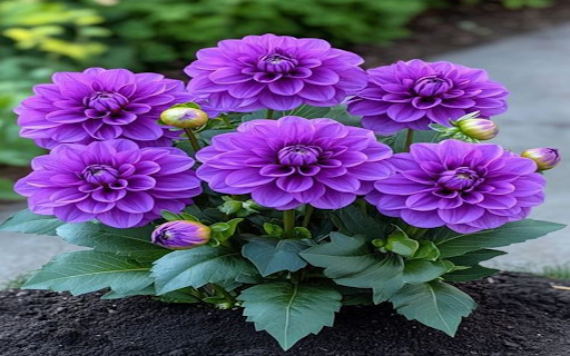 Purple Dahlia Wallpaper  from Chrome web store to be run with OffiDocs Chromium online