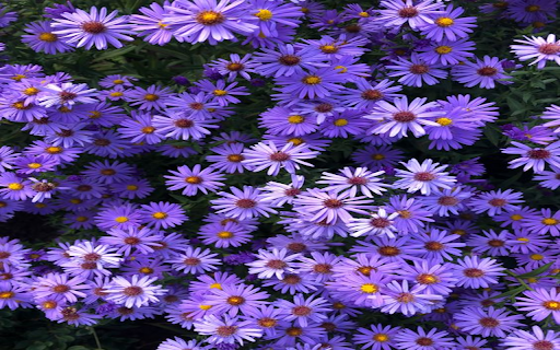 Purple daisy garden wallpaper  from Chrome web store to be run with OffiDocs Chromium online