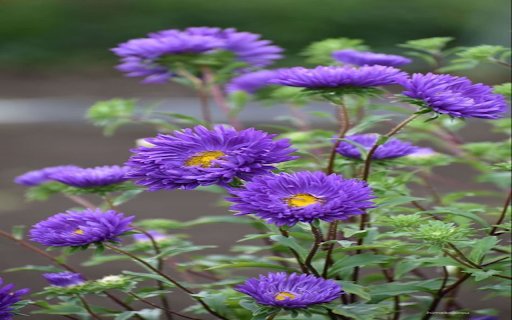 Purple daisy wallpaper  from Chrome web store to be run with OffiDocs Chromium online
