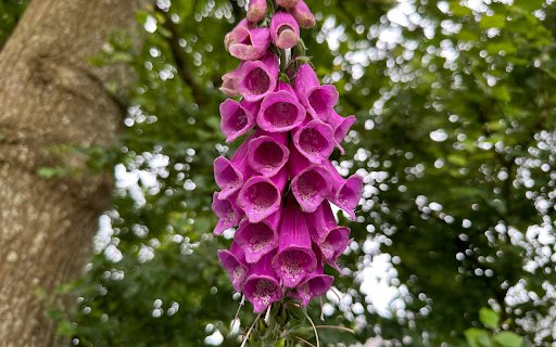 Purple Drooping Flower Branch from Chrome web store to be run with OffiDocs Chromium online Purple Drooping Flower Branch from Chrome web store to be run with OffiDocs Chromium online