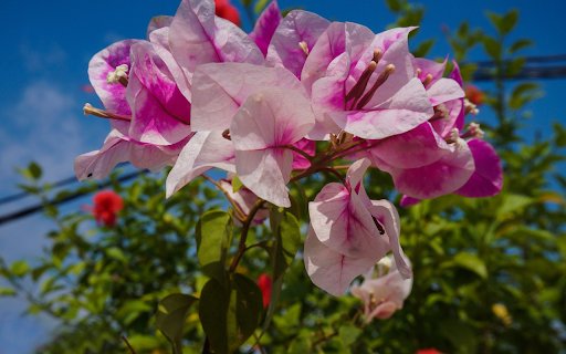 Purple felt bougainvillea from Chrome web store to be run with OffiDocs Chromium online Purple felt bougainvillea from Chrome web store to be run with OffiDocs Chromium online