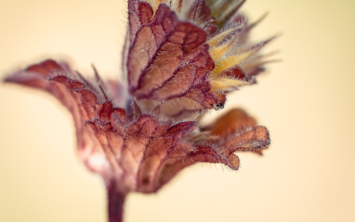 Purple Flower and Feathers  from Chrome web store to be run with OffiDocs Chromium online