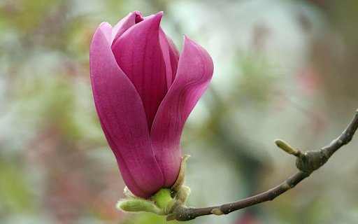 Purple Flower Branch  from Chrome web store to be run with OffiDocs Chromium online