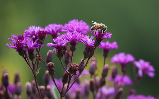 Purple flower branches  from Chrome web store to be run with OffiDocs Chromium online