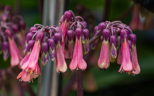 Purple flower branches droop  from Chrome web store to be run with OffiDocs Chromium online
