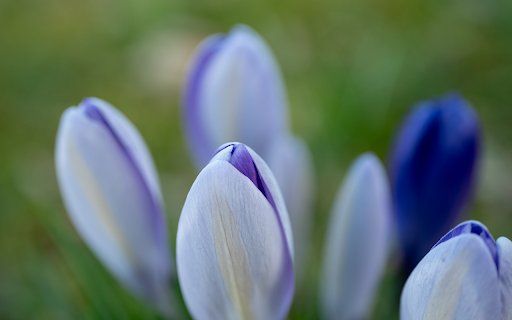 purple flower bush from Chrome web store to be run with OffiDocs Chromium online purple flower bush from Chrome web store to be run with OffiDocs Chromium online