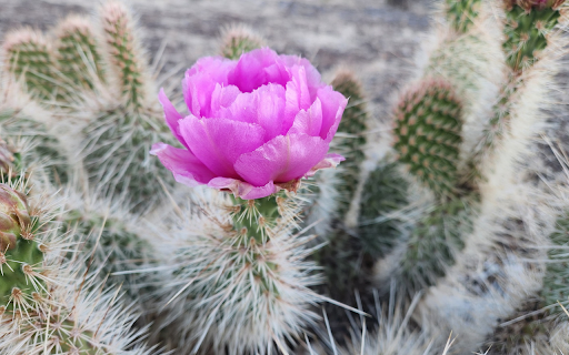 Purple Flowered Thorny Cactus  from Chrome web store to be run with OffiDocs Chromium online