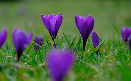 Purple flower garden  from Chrome web store to be run with OffiDocs Chromium online