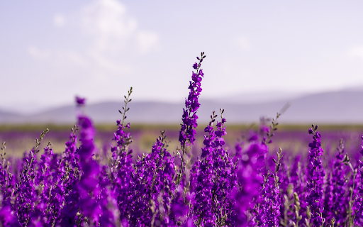 Purple flower garden  from Chrome web store to be run with OffiDocs Chromium online