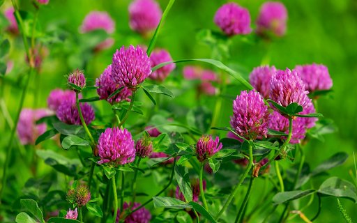 Purple flower garden blooms  from Chrome web store to be run with OffiDocs Chromium online