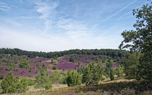 Purple flower hill  from Chrome web store to be run with OffiDocs Chromium online