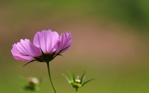 Purple flower in the sun  from Chrome web store to be run with OffiDocs Chromium online
