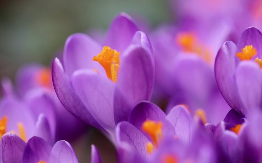 Purple flowers  from Chrome web store to be run with OffiDocs Chromium online