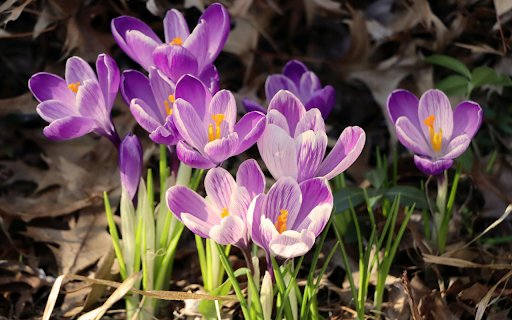 Purple flowers bloom  from Chrome web store to be run with OffiDocs Chromium online