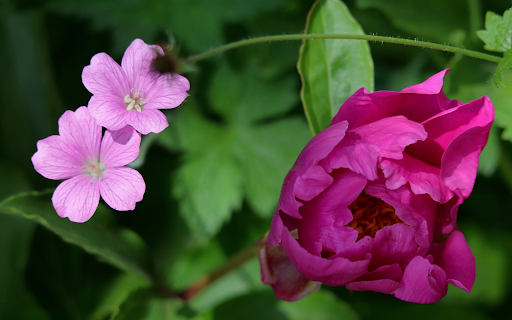 Purple flowers compete in color  from Chrome web store to be run with OffiDocs Chromium online