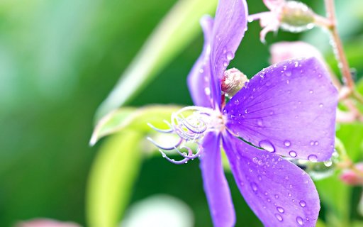 Purple flowers in the rain  from Chrome web store to be run with OffiDocs Chromium online