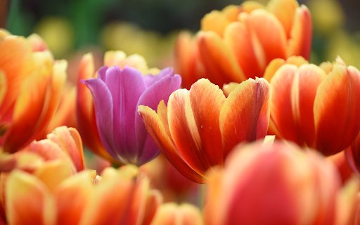 Purple flowers, orange flowers  from Chrome web store to be run with OffiDocs Chromium online