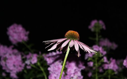 Purple flowers with yellow powder  from Chrome web store to be run with OffiDocs Chromium online