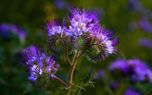 Purple flower top  from Chrome web store to be run with OffiDocs Chromium online