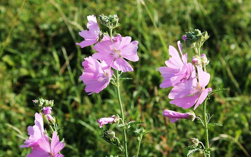 Purple flower trees  from Chrome web store to be run with OffiDocs Chromium online