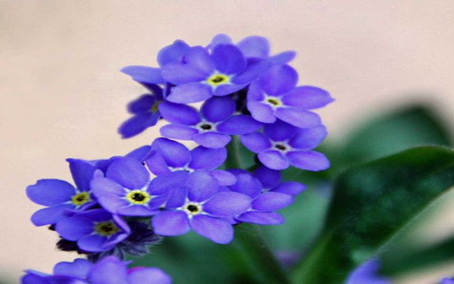 Purple forget me not wallpaper from Chrome web store to be run with OffiDocs Chromium online Purple forget me not wallpaper from Chrome web store to be run with OffiDocs Chromium online