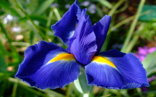 Purple Iris wallpaper  from Chrome web store to be run with OffiDocs Chromium online