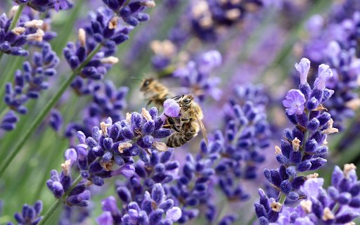 Purple lavender garden  from Chrome web store to be run with OffiDocs Chromium online