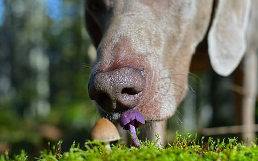 Purple mushroom and dog  from Chrome web store to be run with OffiDocs Chromium online