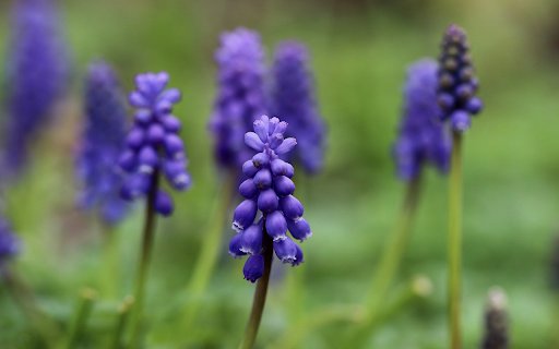 Purple orchids from Chrome web store to be run with OffiDocs Chromium online Purple orchids from Chrome web store to be run with OffiDocs Chromium online