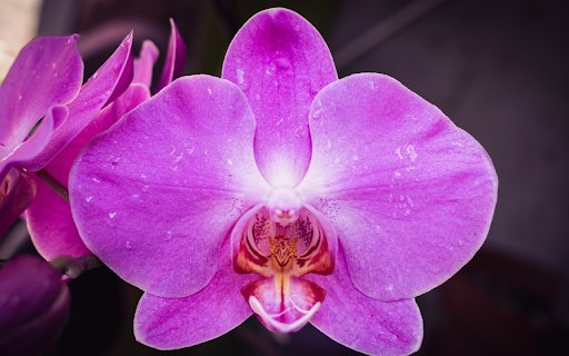 purple orchids and dew drops  from Chrome web store to be run with OffiDocs Chromium online