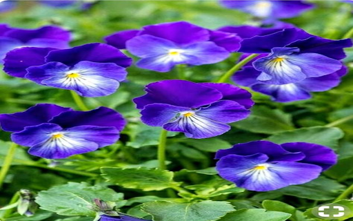 Purple Pansy Wallpaper  from Chrome web store to be run with OffiDocs Chromium online